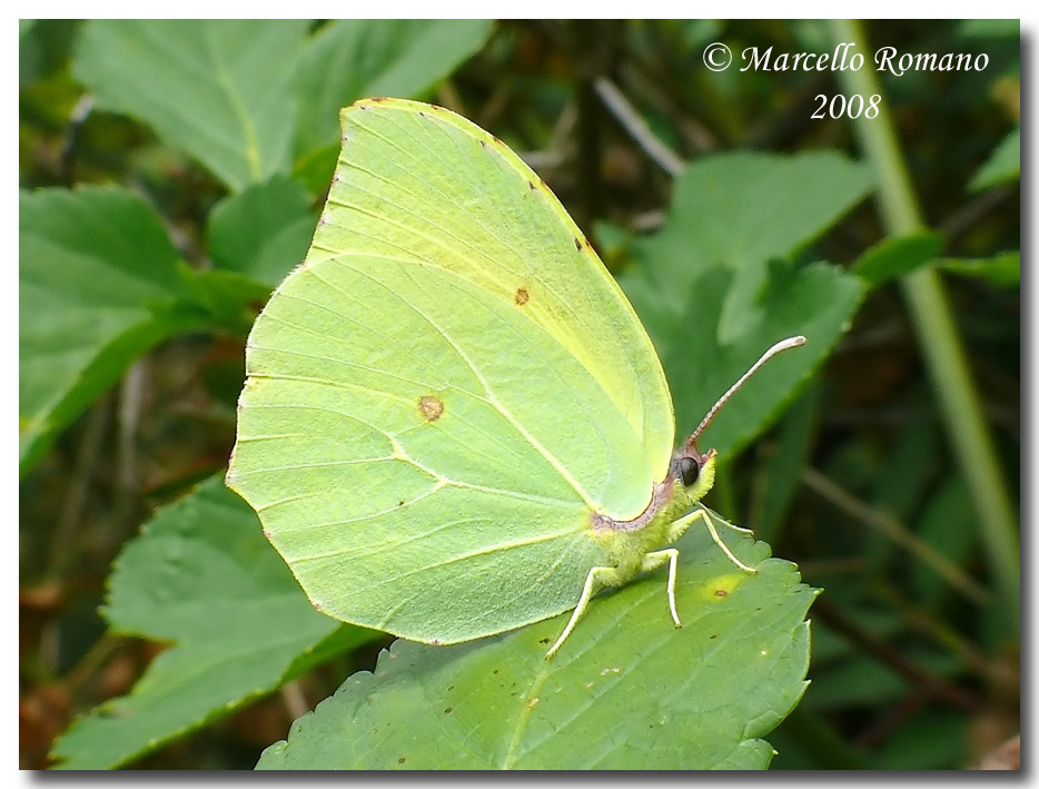 Fresche di giornata: Pieris rapae e Gonepteryx cleopatra